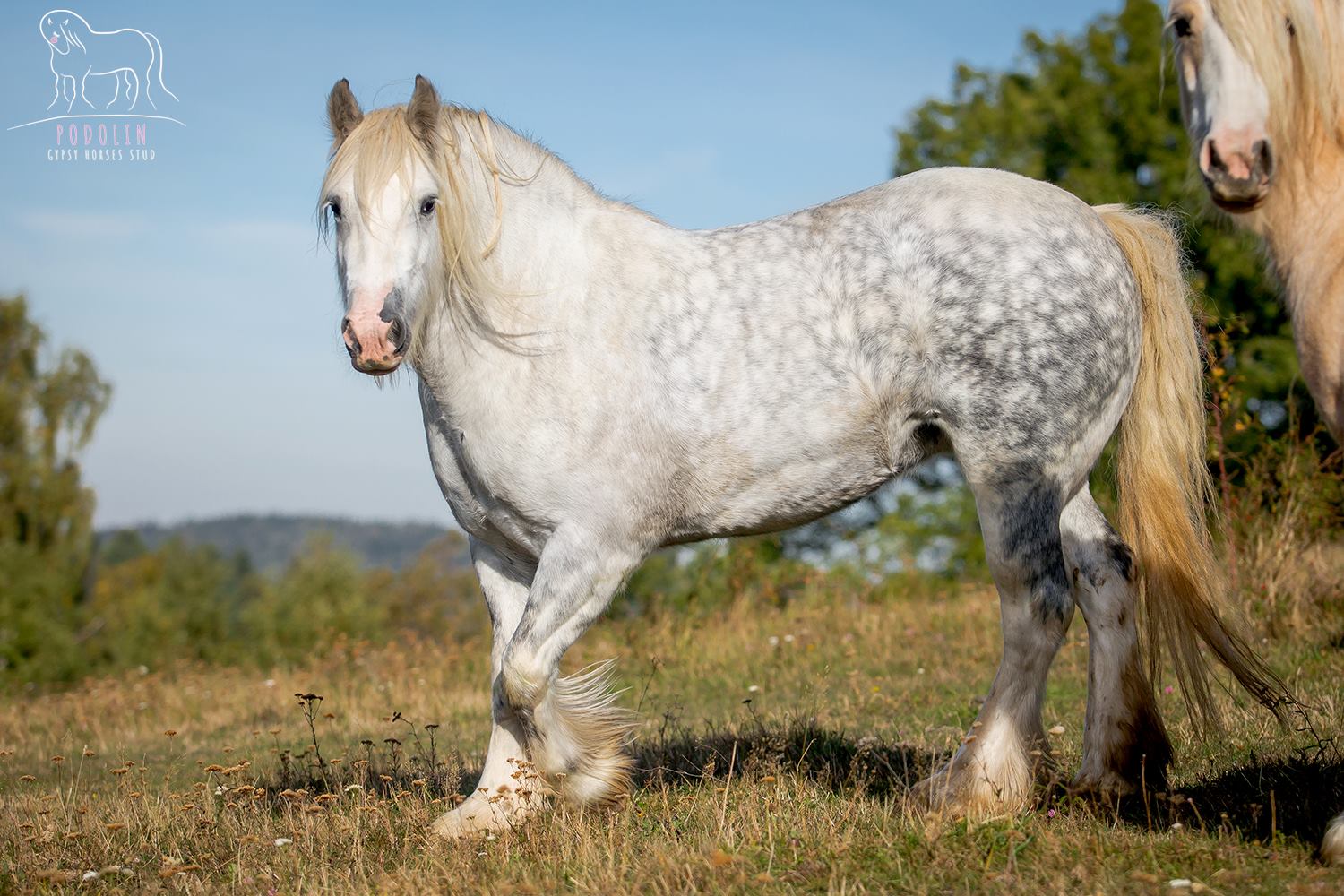 Gray Gypsy Cob Broodmare